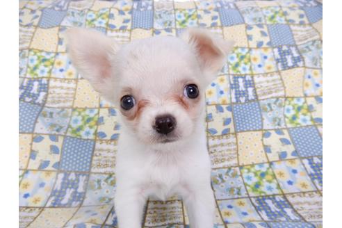 成約済の千葉県のチワワ(ロングコート)-98487の13枚目